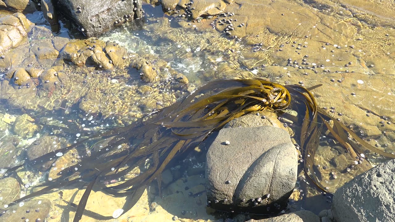 At 0:00 in La Bocana, Baja California Sur, brown seaweed lies across shallow clear water beside rounded gray rocks, with bright sun on tan stone and no visible people.