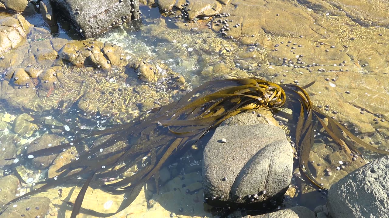 Kelp-like seaweed drifts beside a rounded rock in sunlit water.