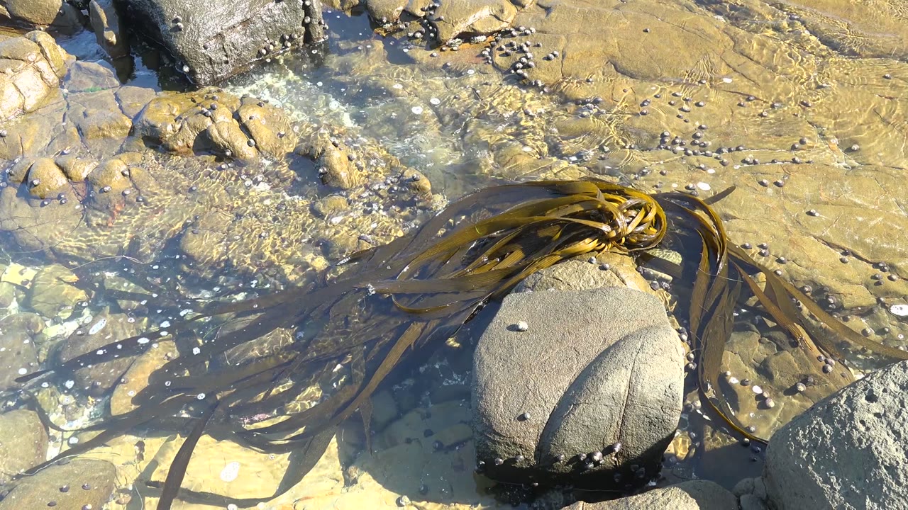 At 0:02 in La Bocana, Baja California Sur, clear tide water shows ripples over tan stone while dark brown seaweed curls around the central rock, with no visible people.