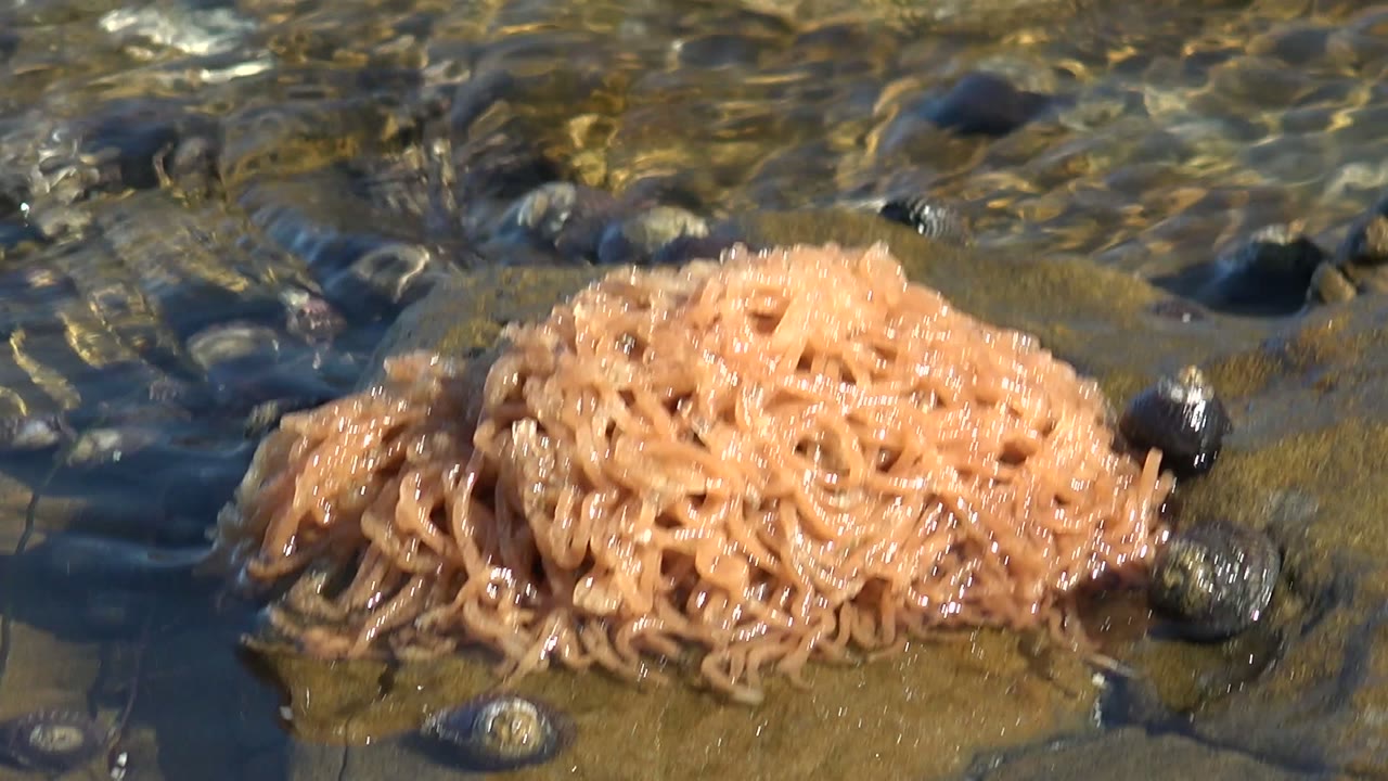 Tan noodles rest on a wet rock in shallow clear water at La Bocana, Baja California Sur, with dark stones around them and no visible people.