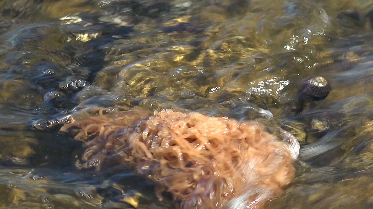 Noodles partly surrounded by flowing water and small stones.