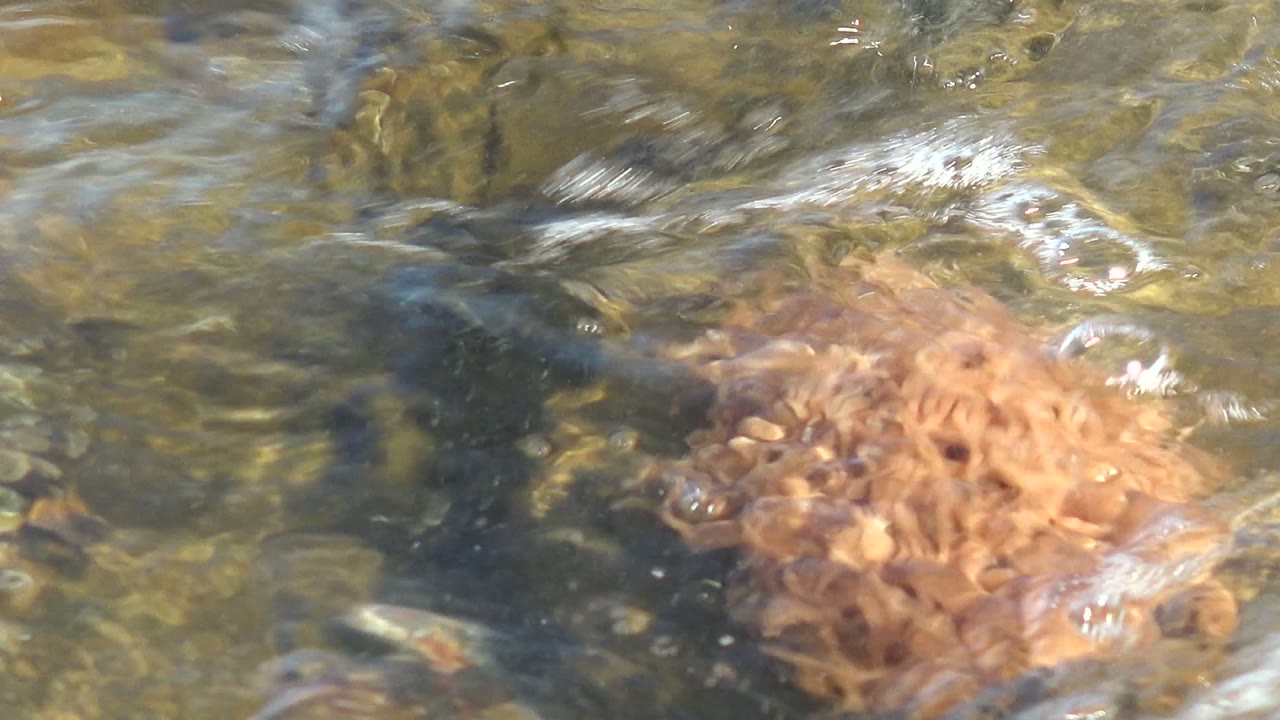 Noodles are partly submerged beneath rippling green-brown water at La Bocana, Baja California Sur, with bright highlights and no visible people.