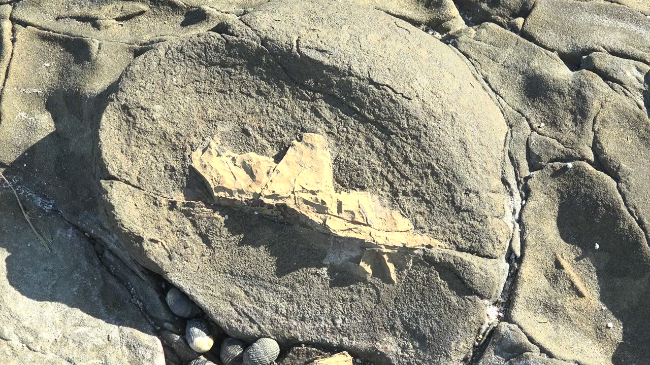 Close overhead view in La Bocana, Baja California Sur of a tan fossil-like inclusion set into gray-green rock, with cracks, small pebbles, hard sunlight, and no visible people.
