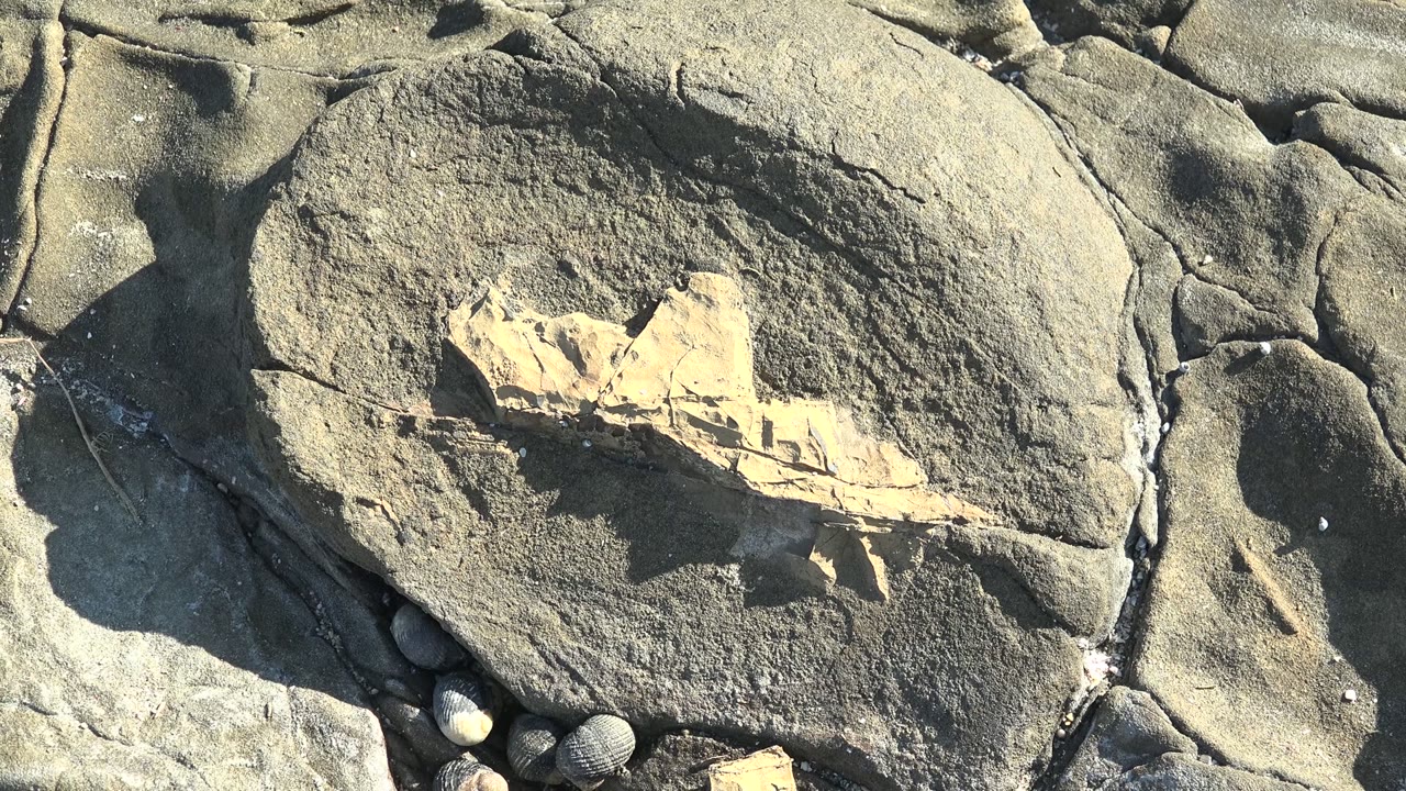 The La Bocana rock surface remains tightly framed around the tan fossil-like mark, with dark seams in the stone, rounded pebbles near the bottom, and no visible people.