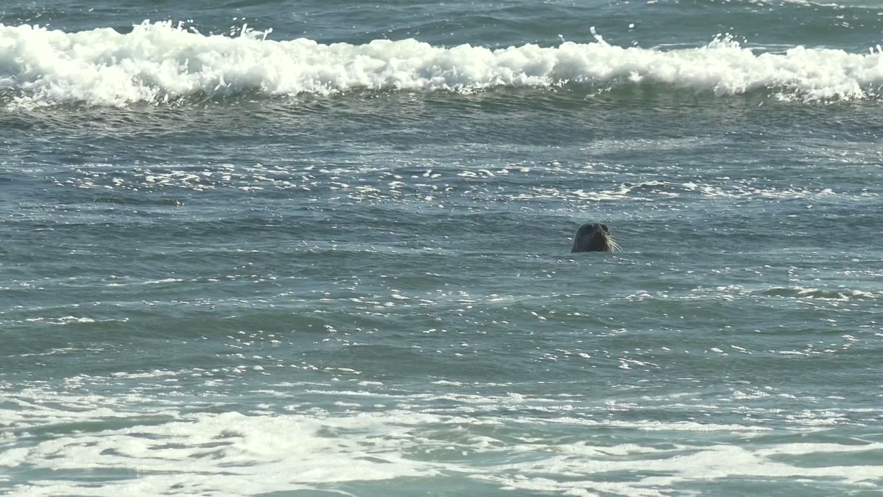 Multiple seal heads surface in the blue-green surf at La Bocana, Baja California Sur, with white foam bands crossing the frame and no visible people.
