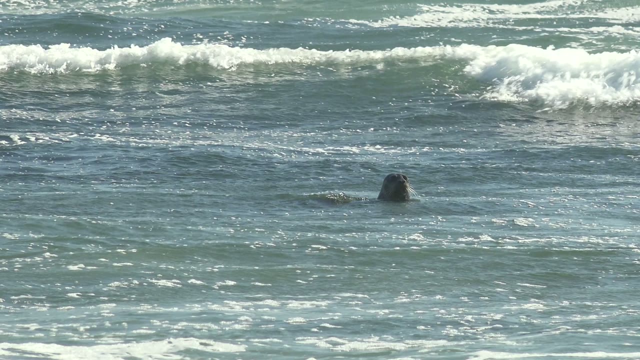 Seals bob in choppy ocean water below a breaking wave.