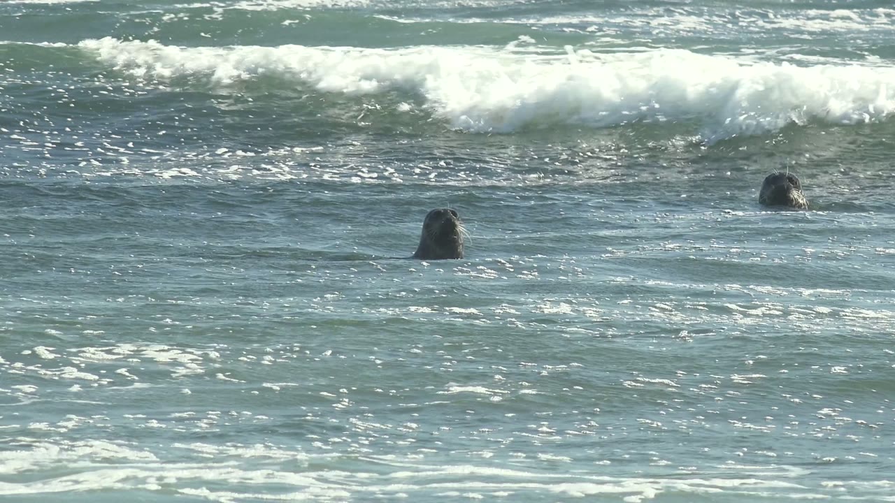 Several dark seal heads sit between layered foam lines in the La Bocana ocean, with pale surf moving across the blue water and no visible people.