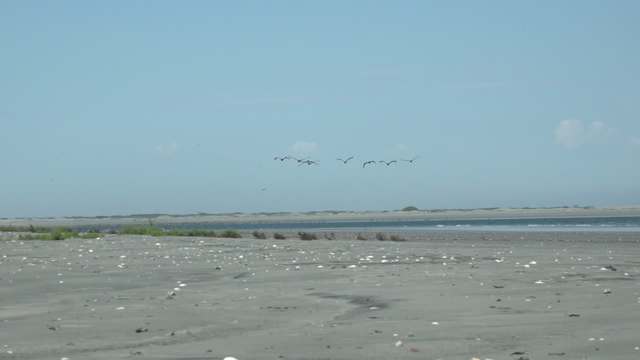 At 0:00 in La Bocana, Baja California Sur, scattered seagulls dot the sandy shore while a flock flies high across the pale blue sky, with calm water and distant dunes behind them and no visible people.