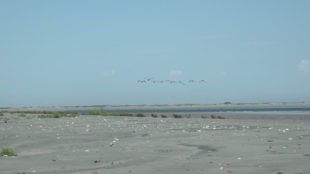 Flock of seagulls crossing above a flat sandy beach and distant water.