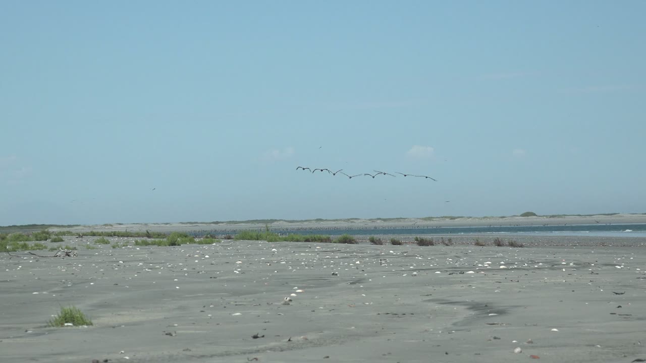 At 0:02 in La Bocana, Baja California Sur, a compact flock appears near the top of the frame above a broad sandy foreground, scattered shore birds, scrub patches, calm water, and a clear horizon with no visible people.