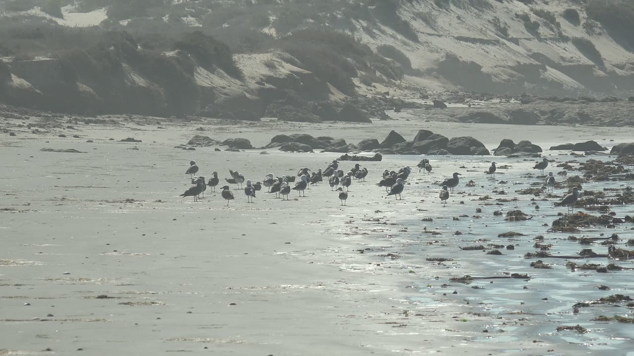 At 0:00, a flock of seabirds gathers on wet sand in La Bocana, Baja California Sur, with scattered rocks, shallow water reflections, dune slopes, and no visible people.