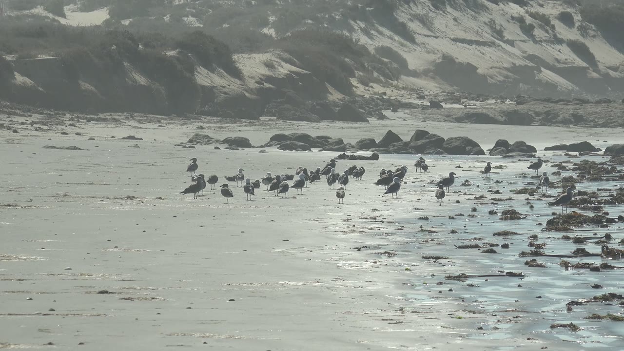 Seabirds spread across reflective beach sand by shallow water.