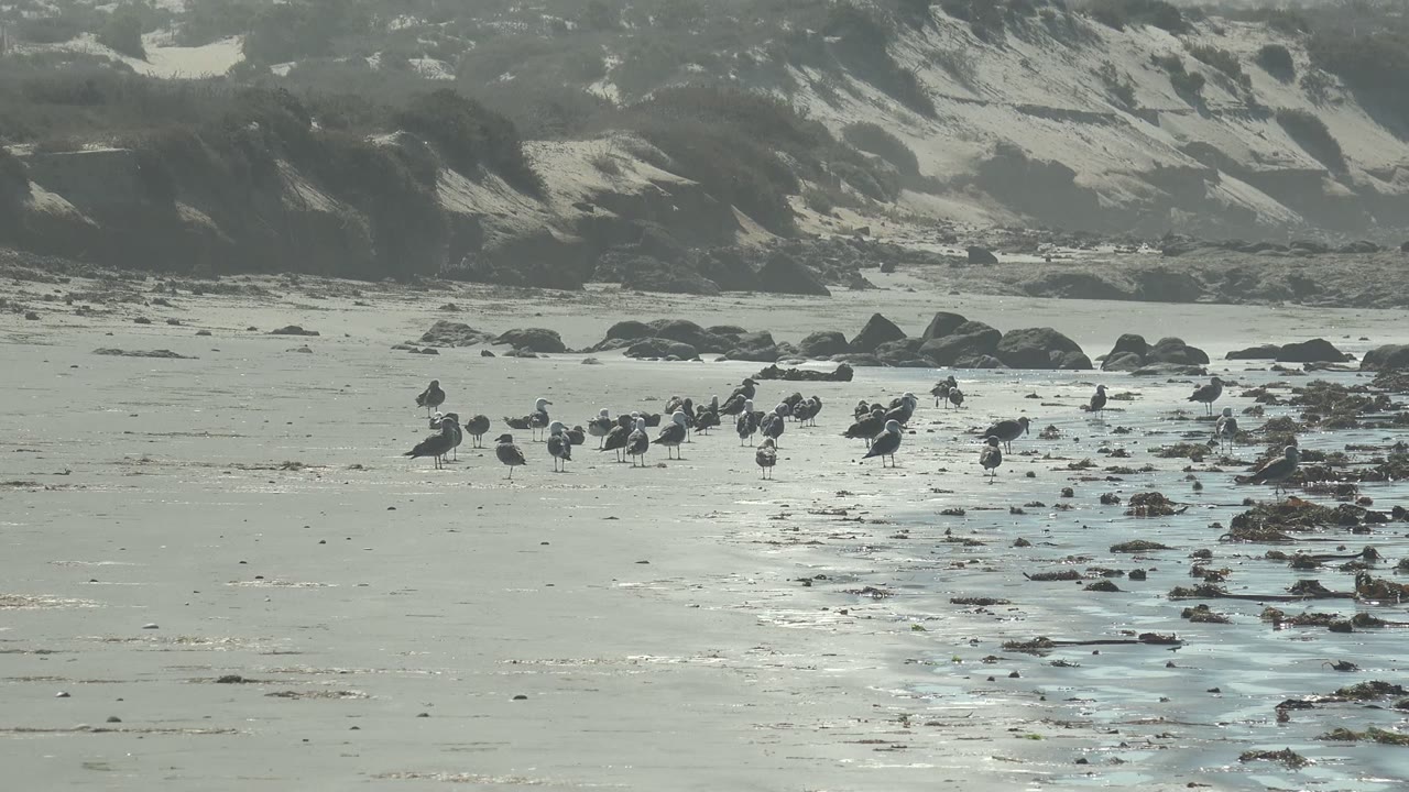 At 0:02, the flock stands beside a shallow water channel on the sandy La Bocana shore, with dark rocks, dune ridges, and no visible people in frame.