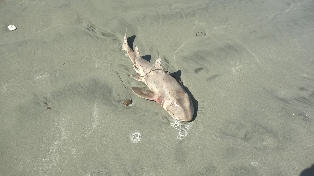 Small shark lies diagonally on wet sand in La Bocana, Baja California Sur, with shallow water ripples and no visible people.