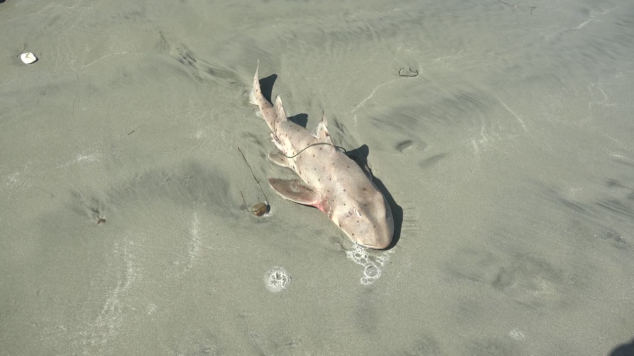 Small shark on gray wet sand beside faint ripple marks.