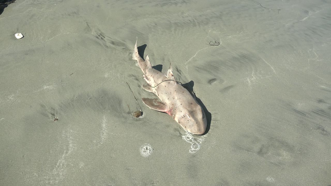 Small shark lies at a slight diagonal on wet beach sand in La Bocana, Baja California Sur, with pale water texture and no visible people.