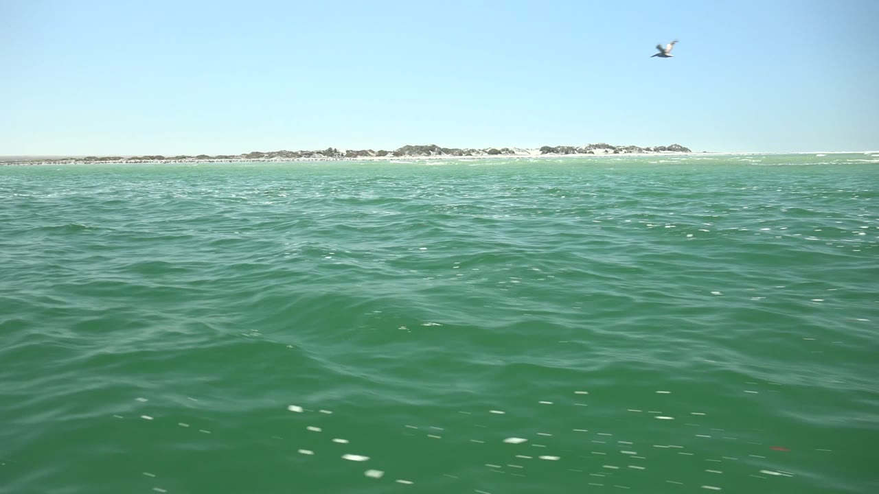 Low ocean horizon with small waves and seabirds near the shoreline