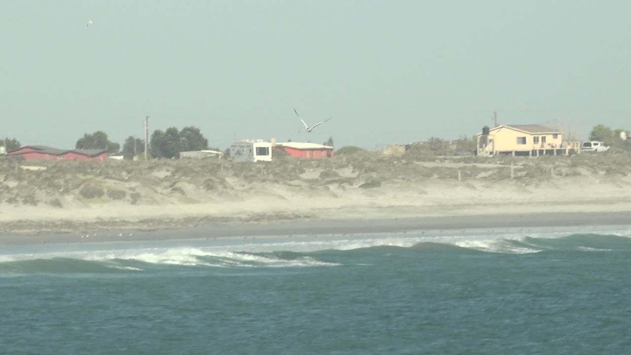 A seagull flies above waves and a sandy dune-backed shoreline.