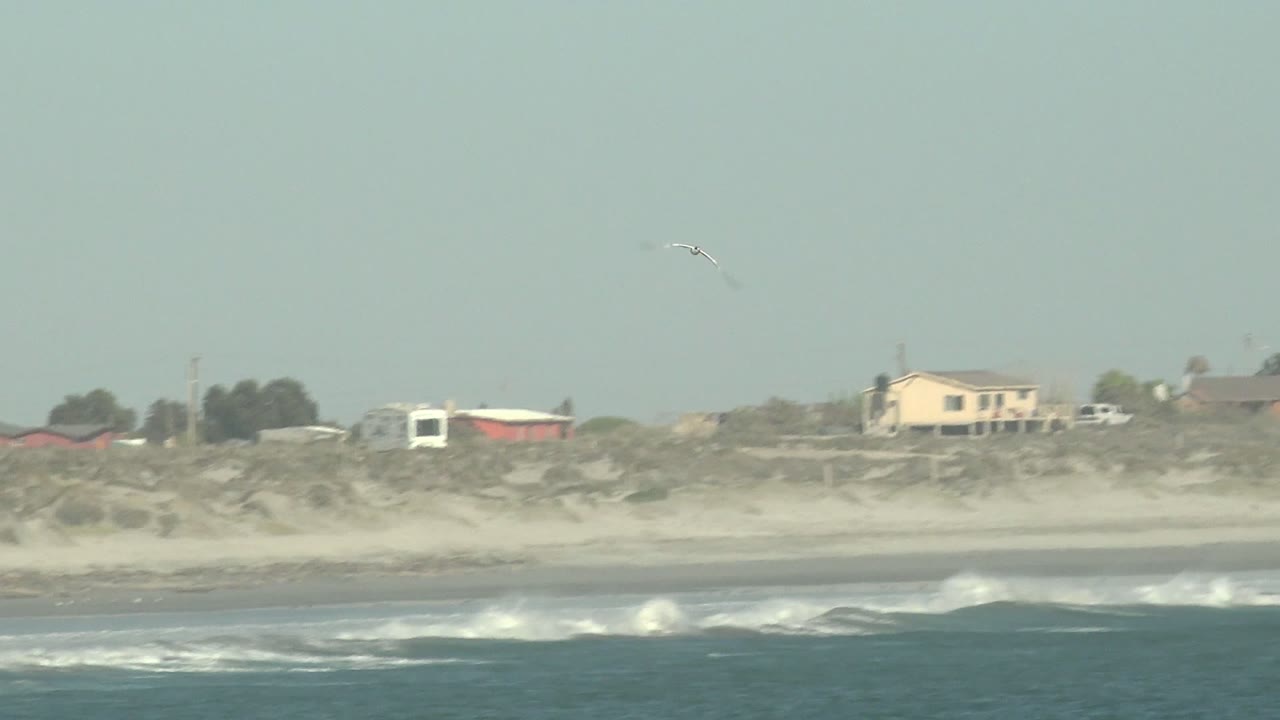 The seagull moves farther right over La Bocana's pale sky, with blue-green water, breaking surf, sandy dunes, distant homes, and no visible people.