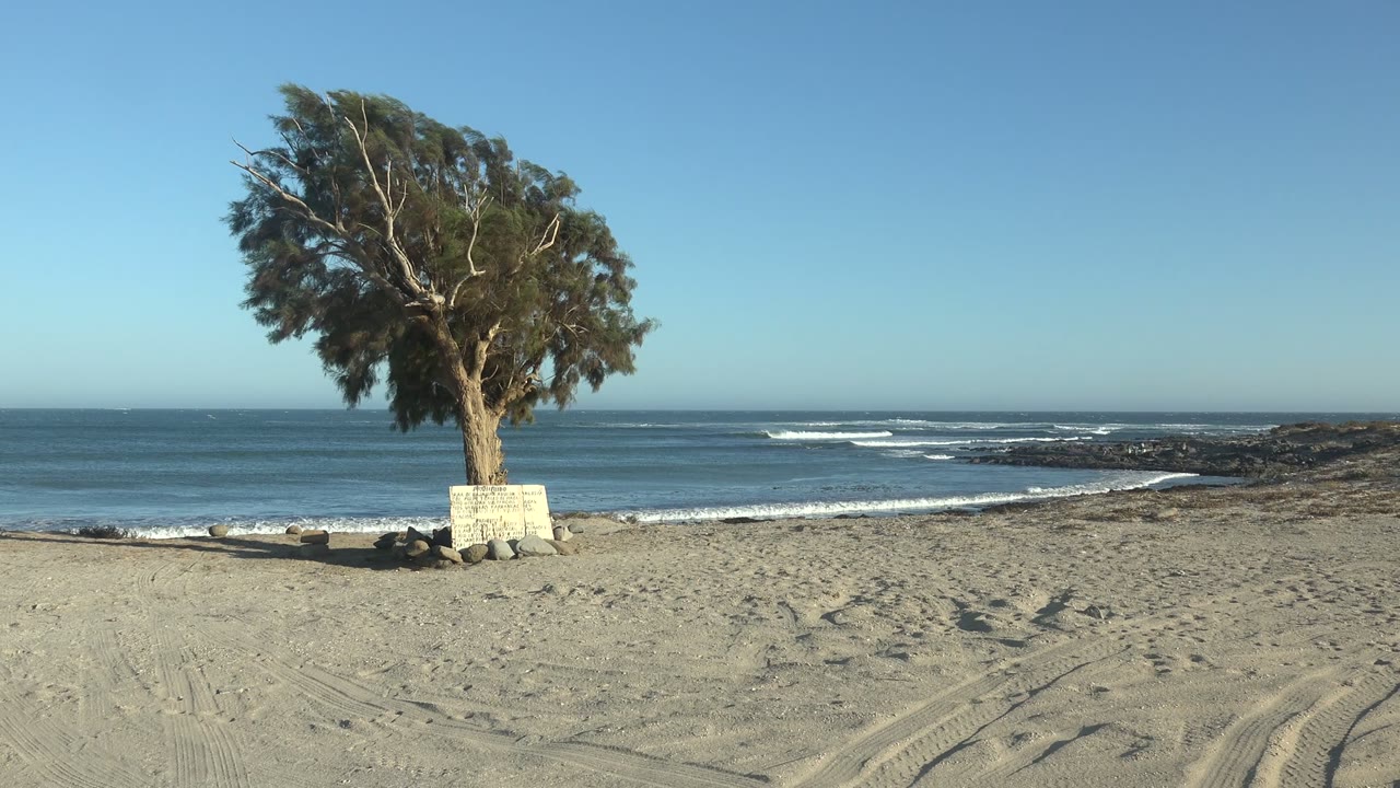 A tree and small bench stand on a sandy La Bocana beach with ocean waves, rocky shore, tire tracks, clear sky, and no visible people.