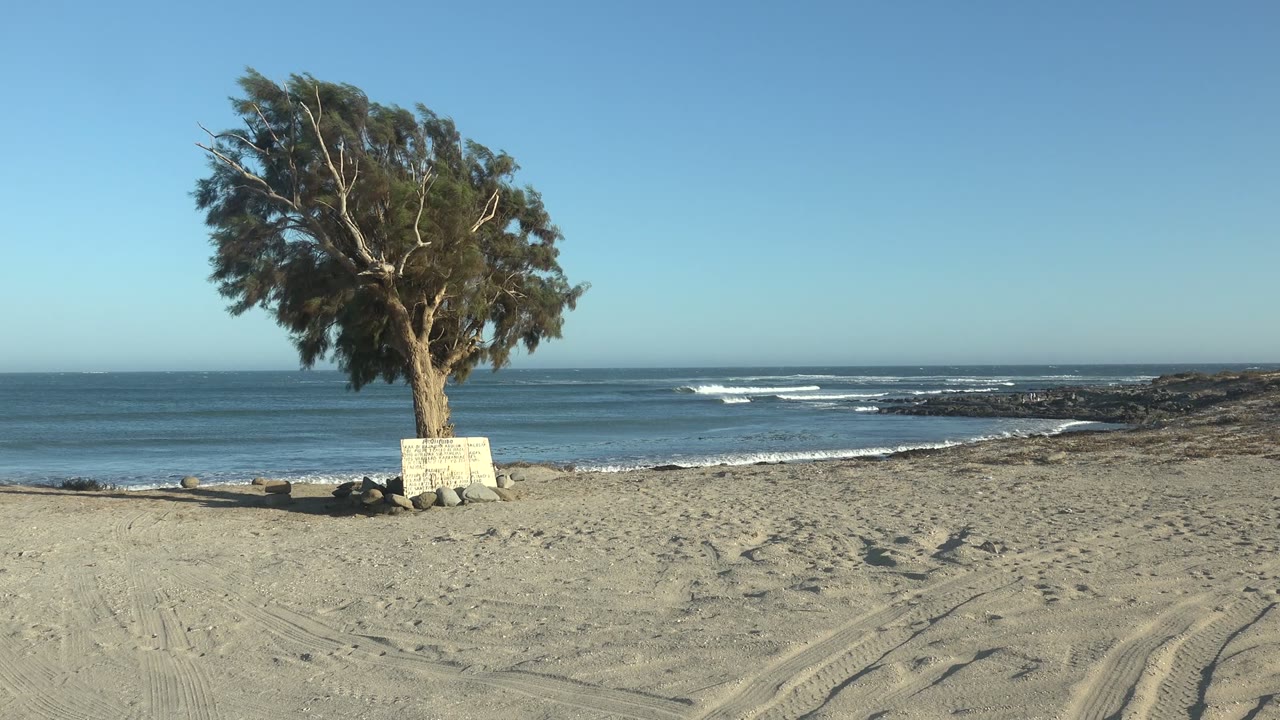 Beach tree beside a bench with waves and clear sky
