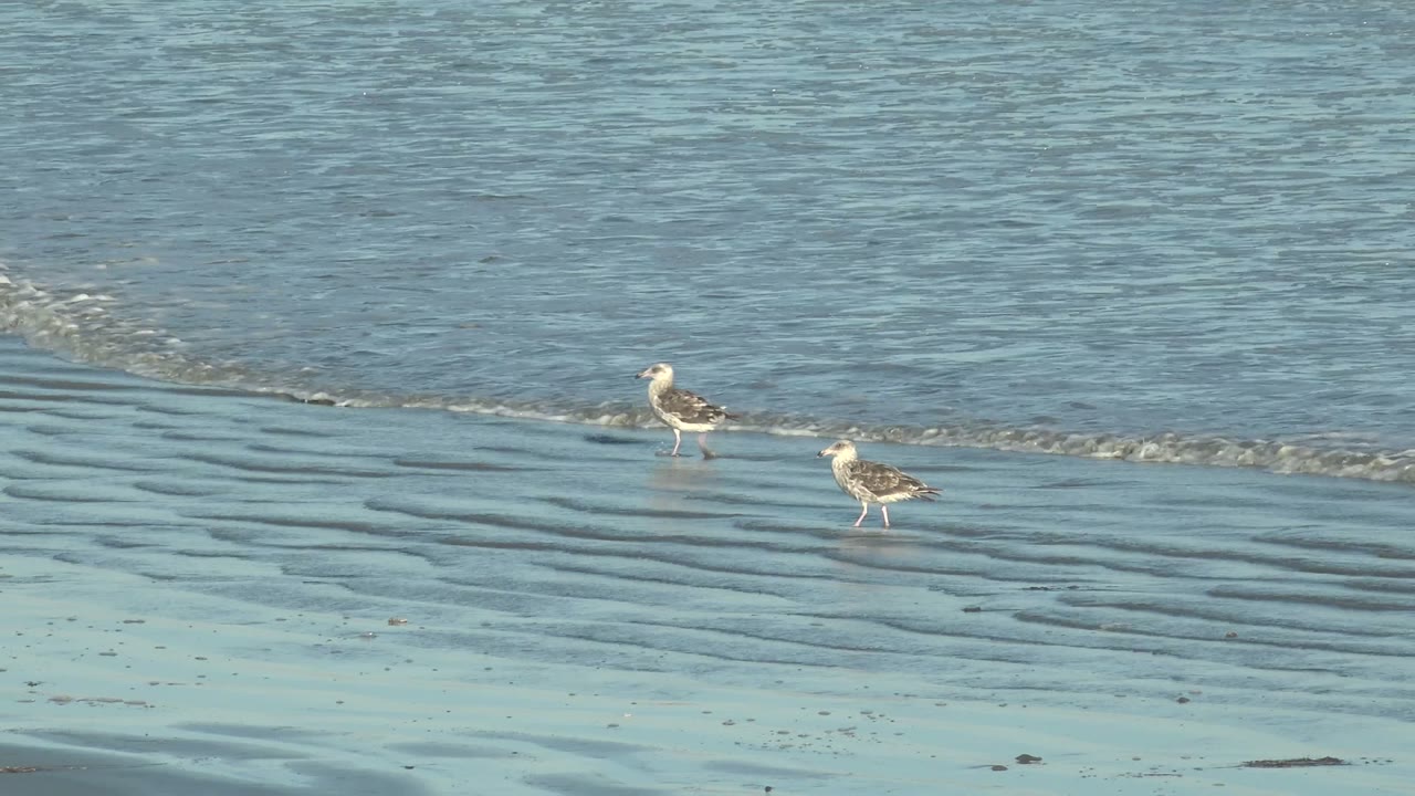 Two seagulls stand near a thin wave edge on rippled wet sand in La Bocana, Baja California Sur, with no visible people.