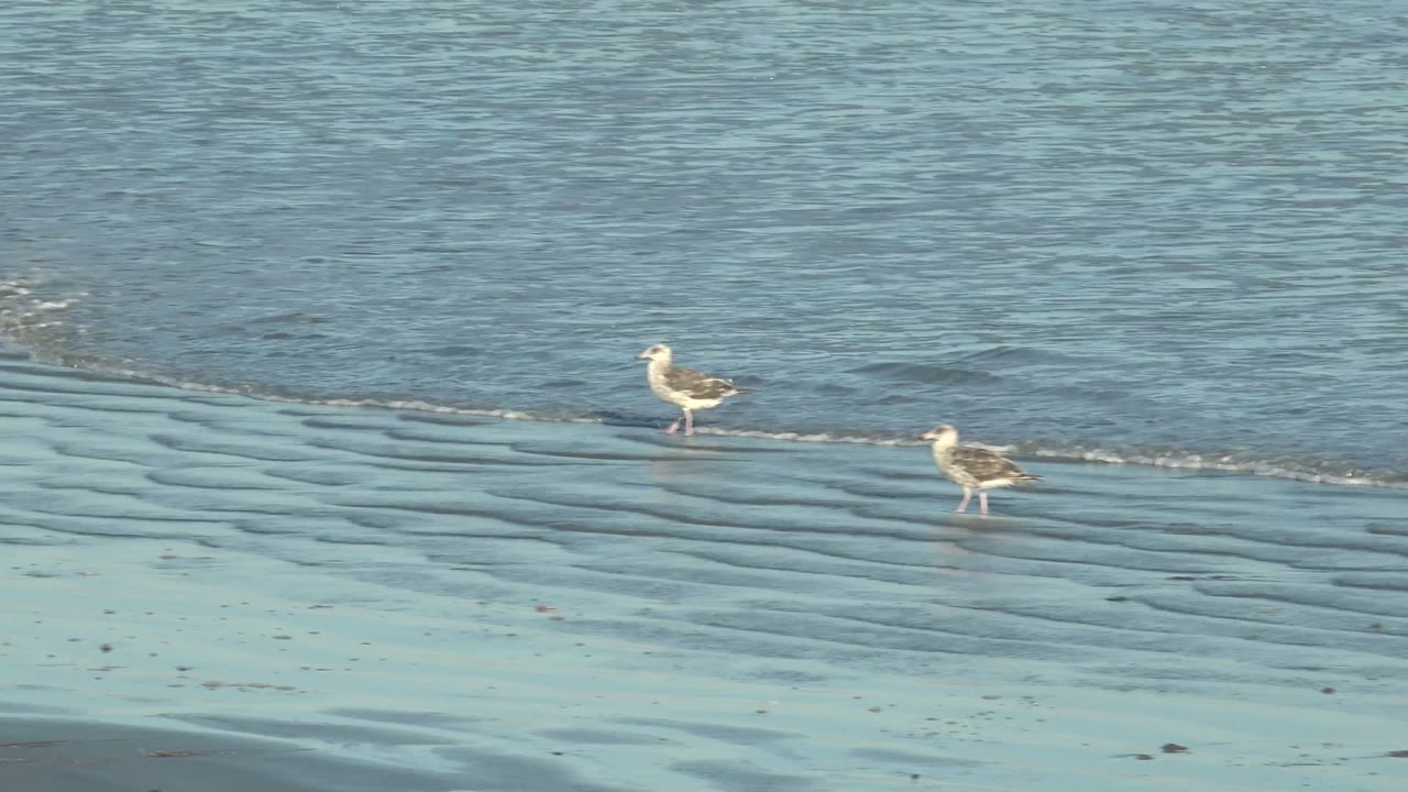 Two seagulls remain apart on the wet beach, one closer to the waterline and one on rippled sand, with no visible people.