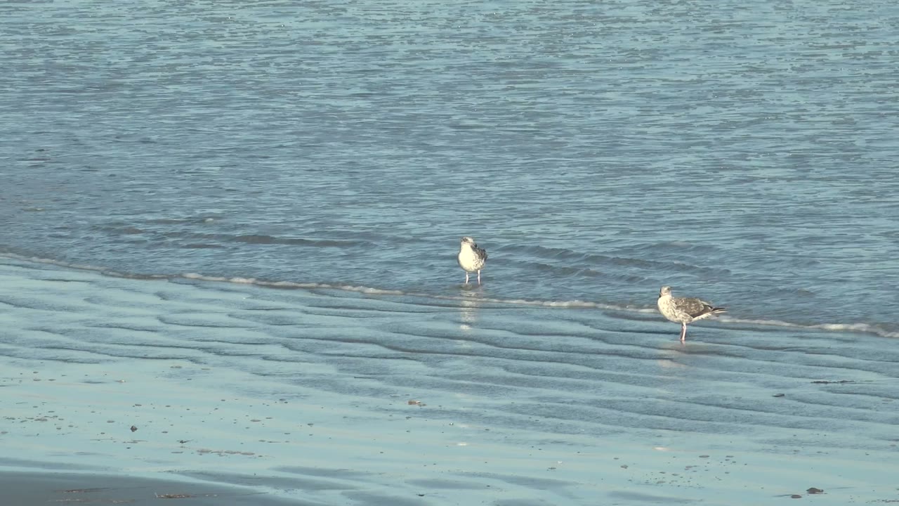Two seagulls stand farther across the frame at the shallow surf line in La Bocana, with blue water behind them and no visible people.