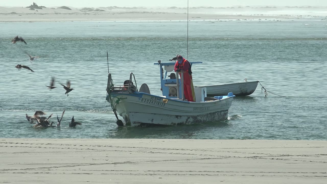 Fishing boat closer to shore with birds diving beside it.