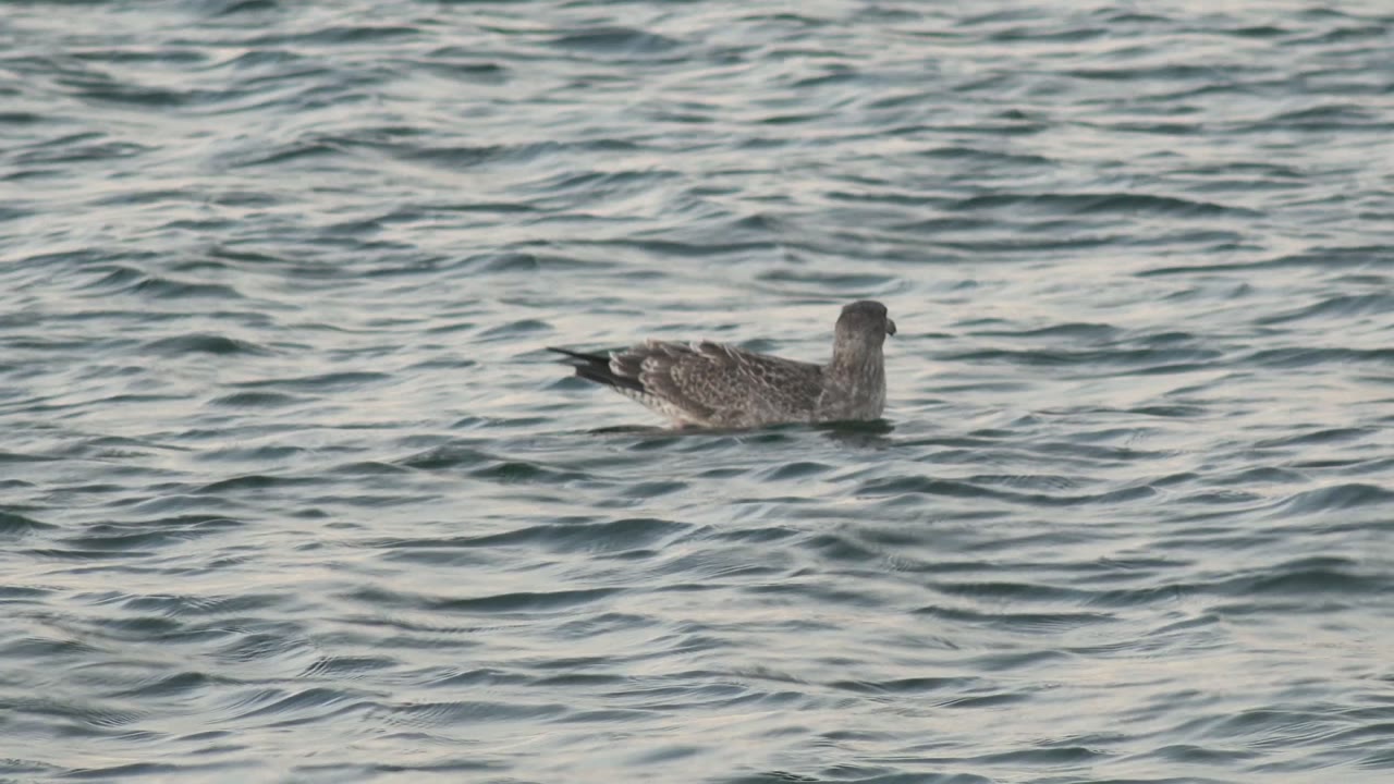 A gray and white seagull floats left of center on blue-gray rippled water in Bahia De Los Angeles, Mexico, with no visible people.