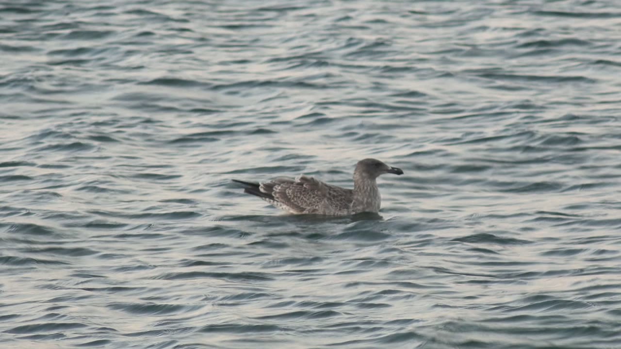 Seagull drifting across textured water.