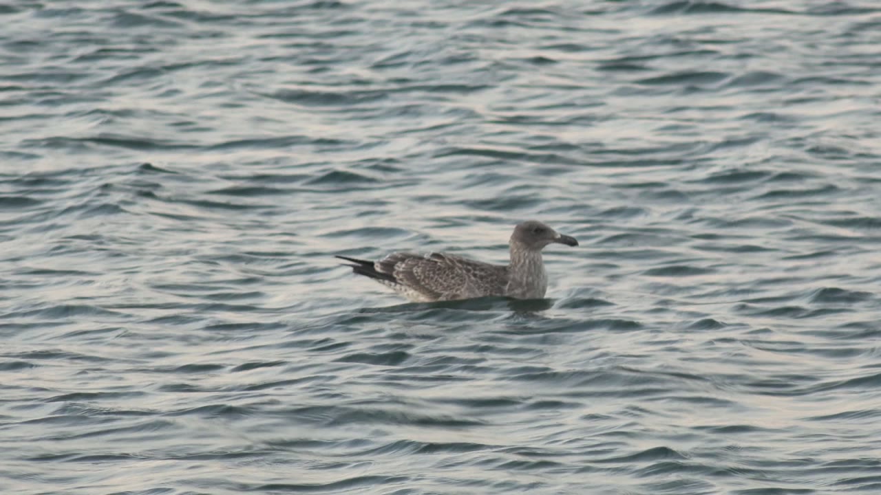 A seagull floats right of center on open blue-gray water in Bahia De Los Angeles, Mexico, while small ripples pass around its body and no people are visible.