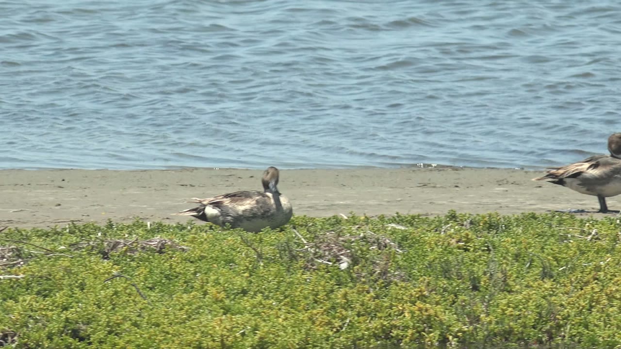 A duck rests low on the sandy shoreline in Guerrero Negro, Baja California Sur, with green vegetation in front, rippled blue water behind, and no visible people.