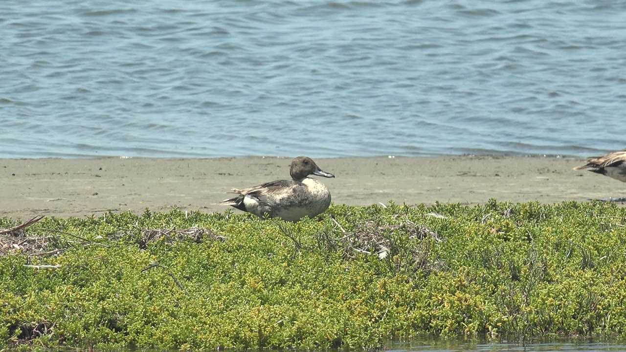 Standing duck on sand near water with low green plants in front.