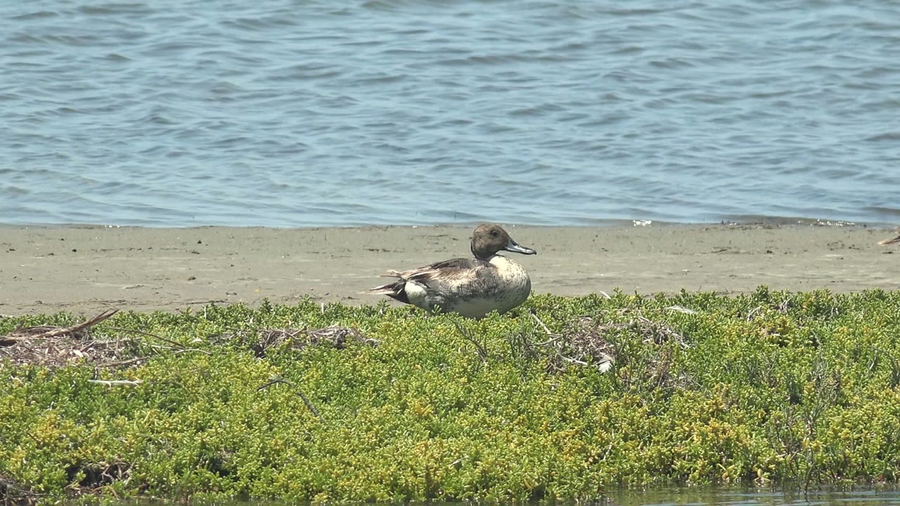A duck faces right while resting on the Guerrero Negro shore, with mottled brown plumage, sandy ground, foreground greenery, rippled water, and no visible people.