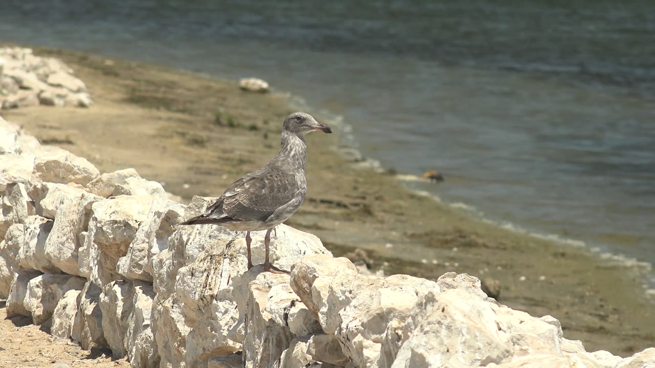 At 0:00, a gray seagull stands on a pale stone wall near the shoreline in Guerrero Negro, Baja California Sur, with no visible people.