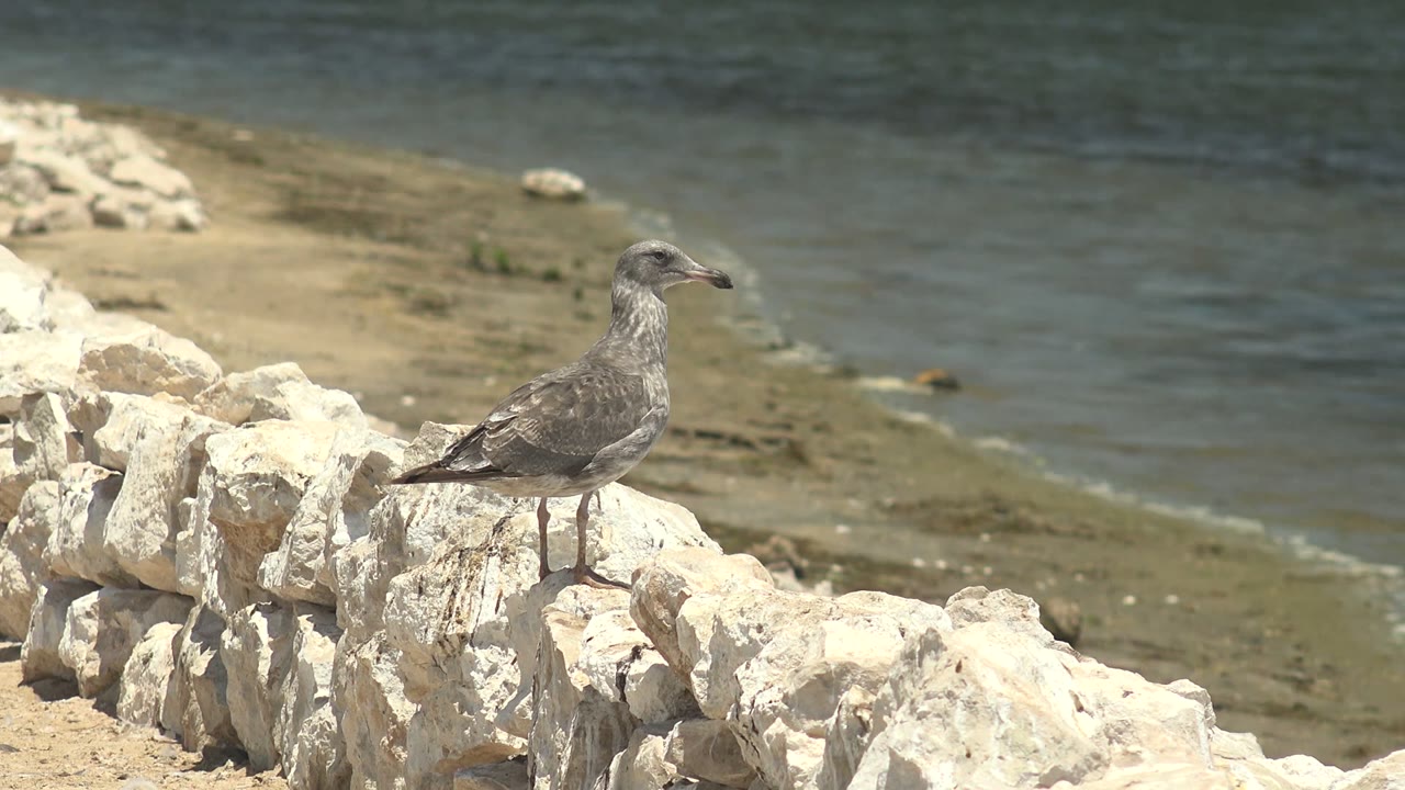 Seagull perched on rocks with rippled water behind it.
