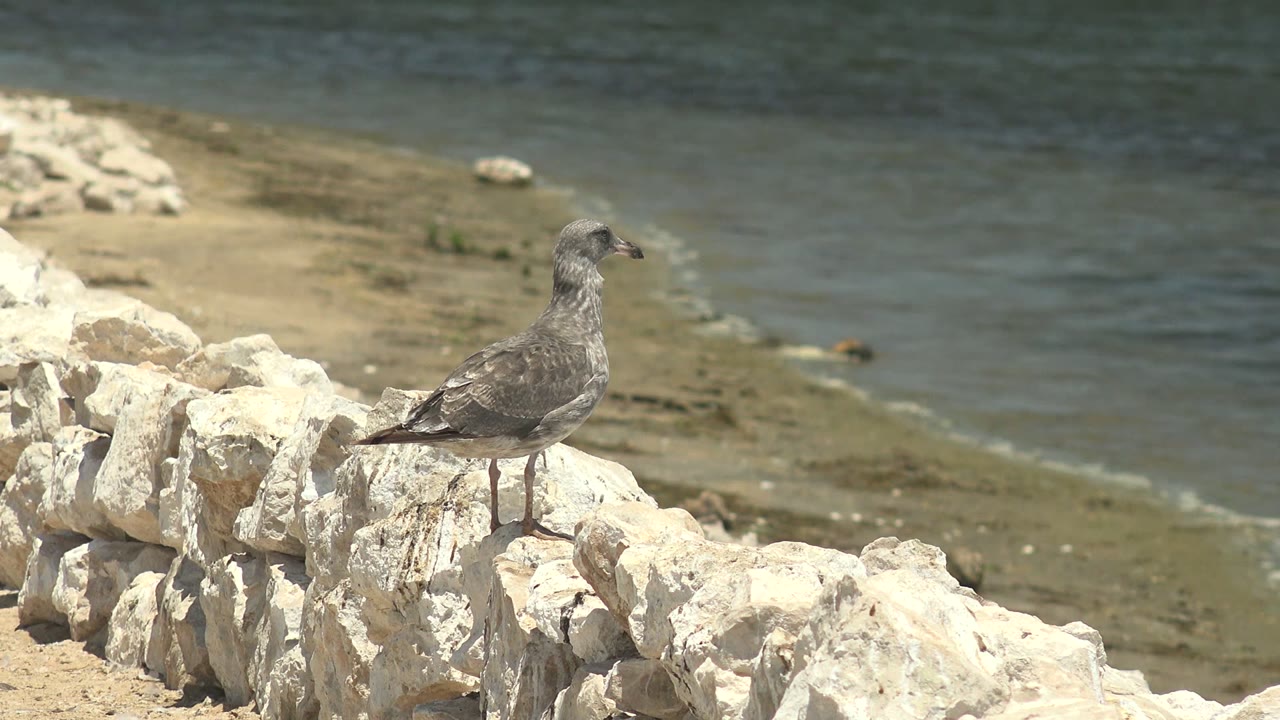At 0:02, the gray seagull faces right on the white stone wall, with a narrow strip of beach and calm water visible behind it, and no visible people.