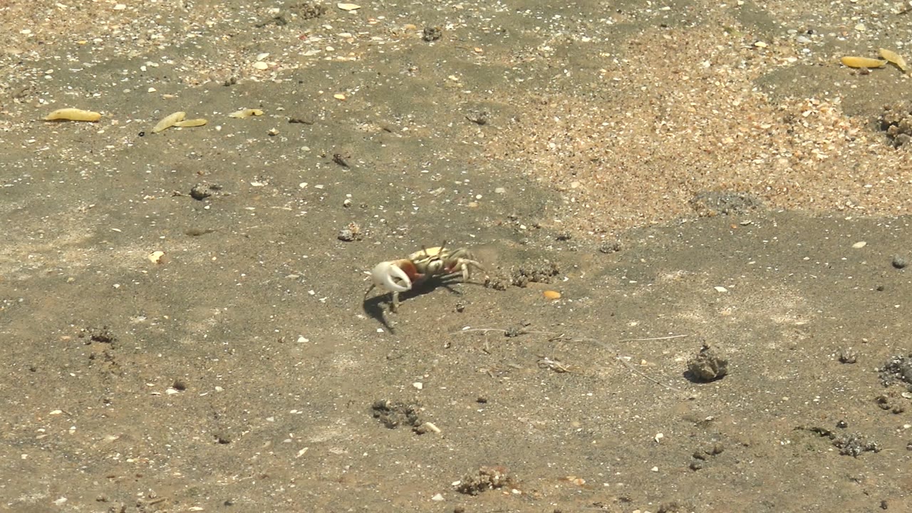 A small pale crab sits left of center on sandy shore in Guerrero Negro, Baja California Sur, with shell fragments and dark sand clumps around it and no visible people.