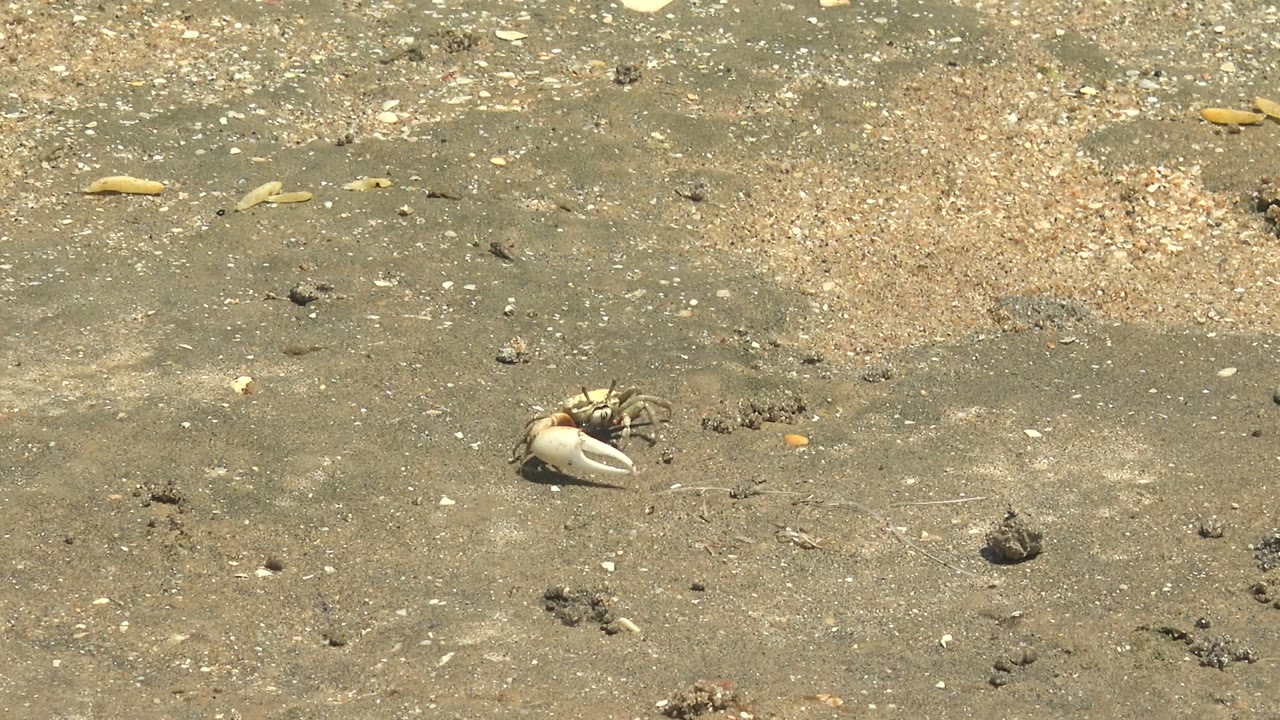 Crab moving across damp sand with pebbles and shell pieces.