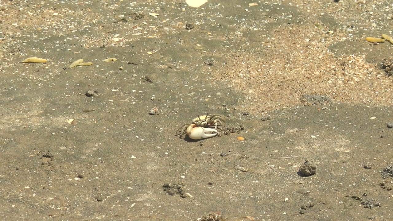 A small crab remains in the midground on open sandy shore in Guerrero Negro, Baja California Sur, below a lighter patch of grit and with no visible people.