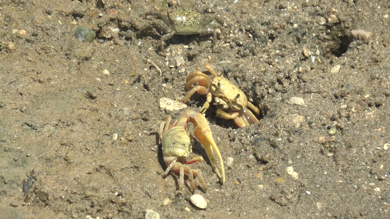 A small pale crab faces a dark hole in sandy mud in Guerrero Negro, Baja California Sur, with pebbles and shell fragments around it and no visible people.