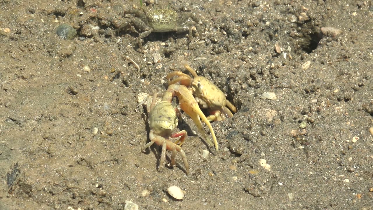 Crab closer to the burrow entrance on rough sand.