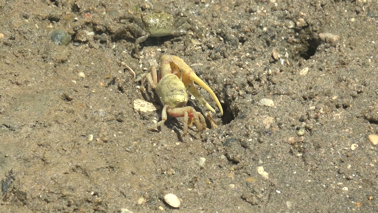 The crab reaches the edge of the dark burrow hole in the sandy mud at Guerrero Negro, Baja California Sur, while its claws and legs remain fully visible and no people appear.