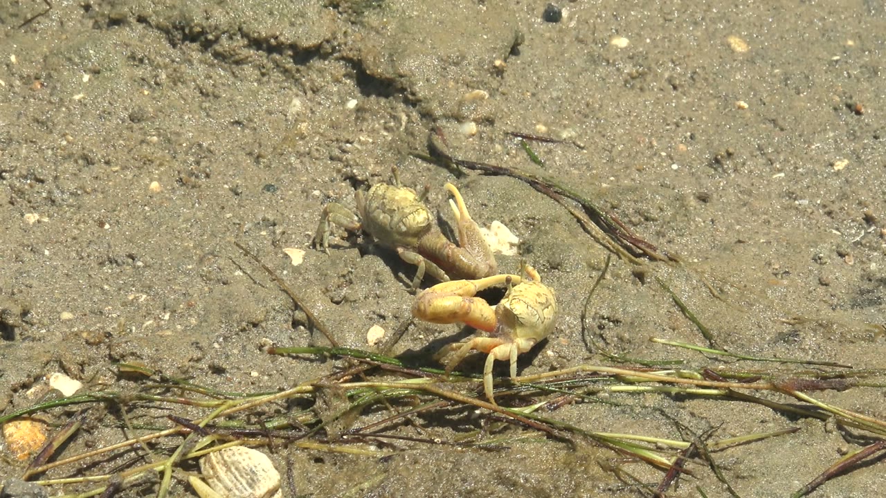 A small pale crab stands on wet sand near scattered shells and grass stems in Guerrero Negro, Baja California Sur, with no visible people.
