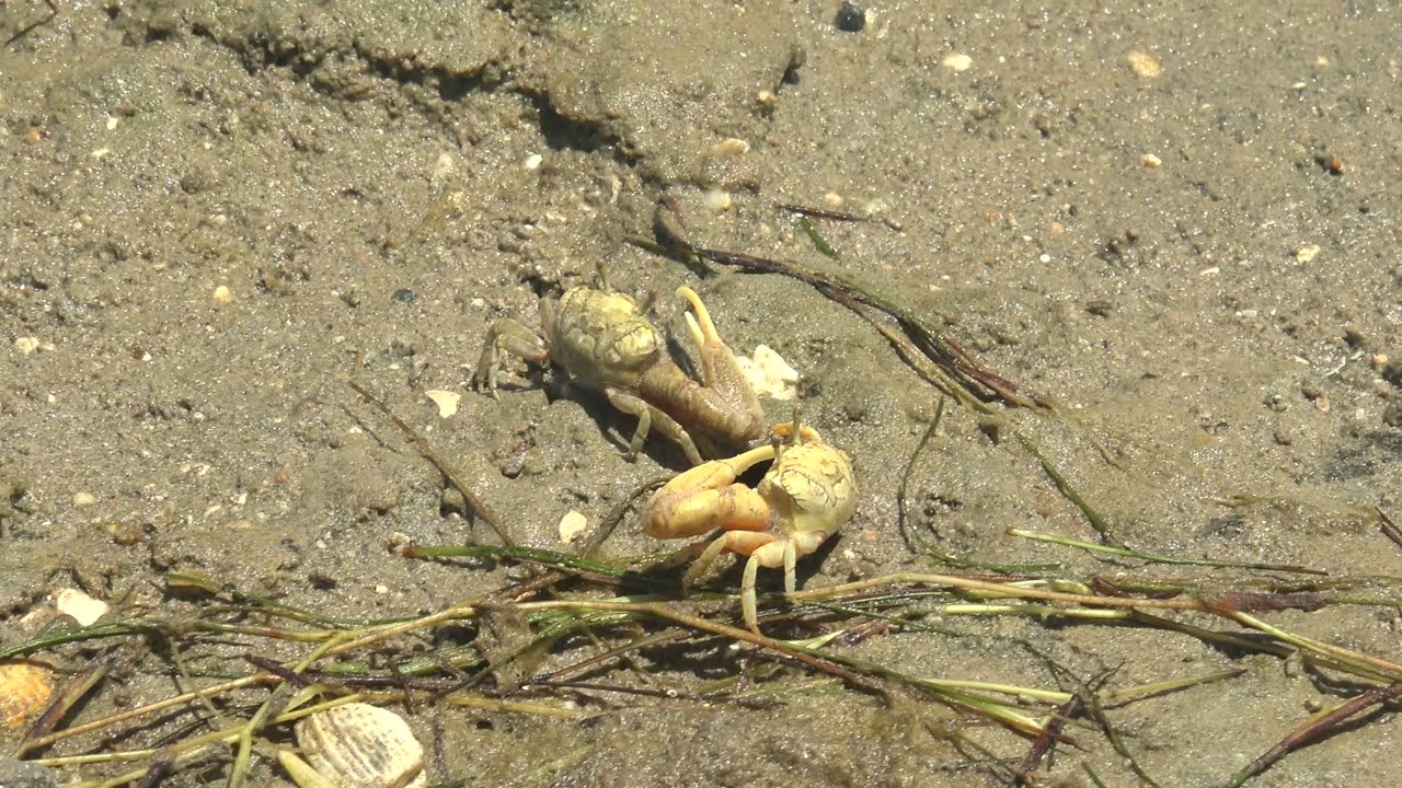 Small crab closer to a burrow on wet sandy beach.