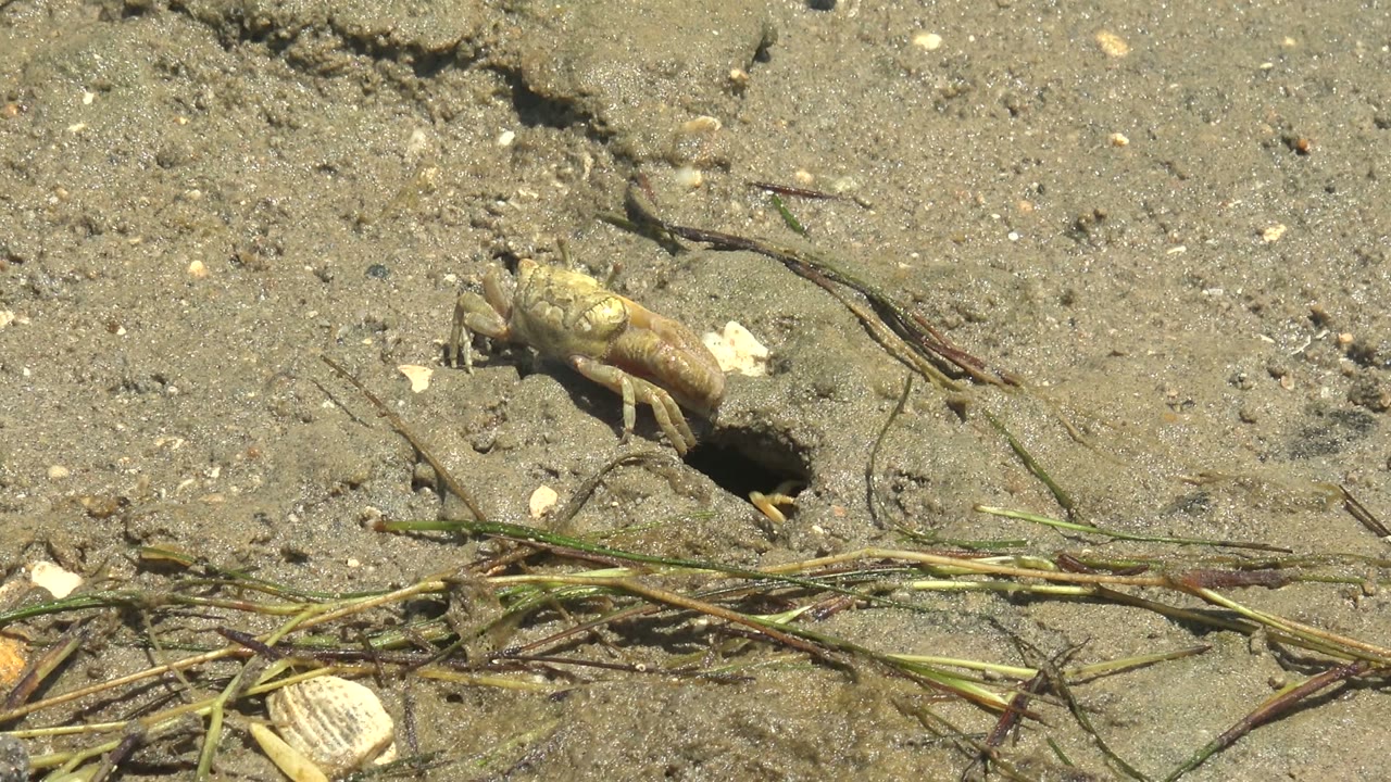 The small crab is partly inside a dark sand burrow, leaving its pale body visible beside shells and grass on the Guerrero Negro shoreline, with no visible people.