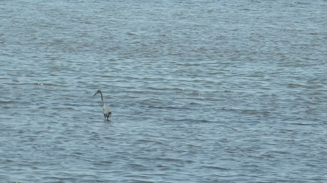 A wading bird in Guerrero Negro, Baja California Sur bends down into shallow blue water while distant birds sit farther back, with no visible people.