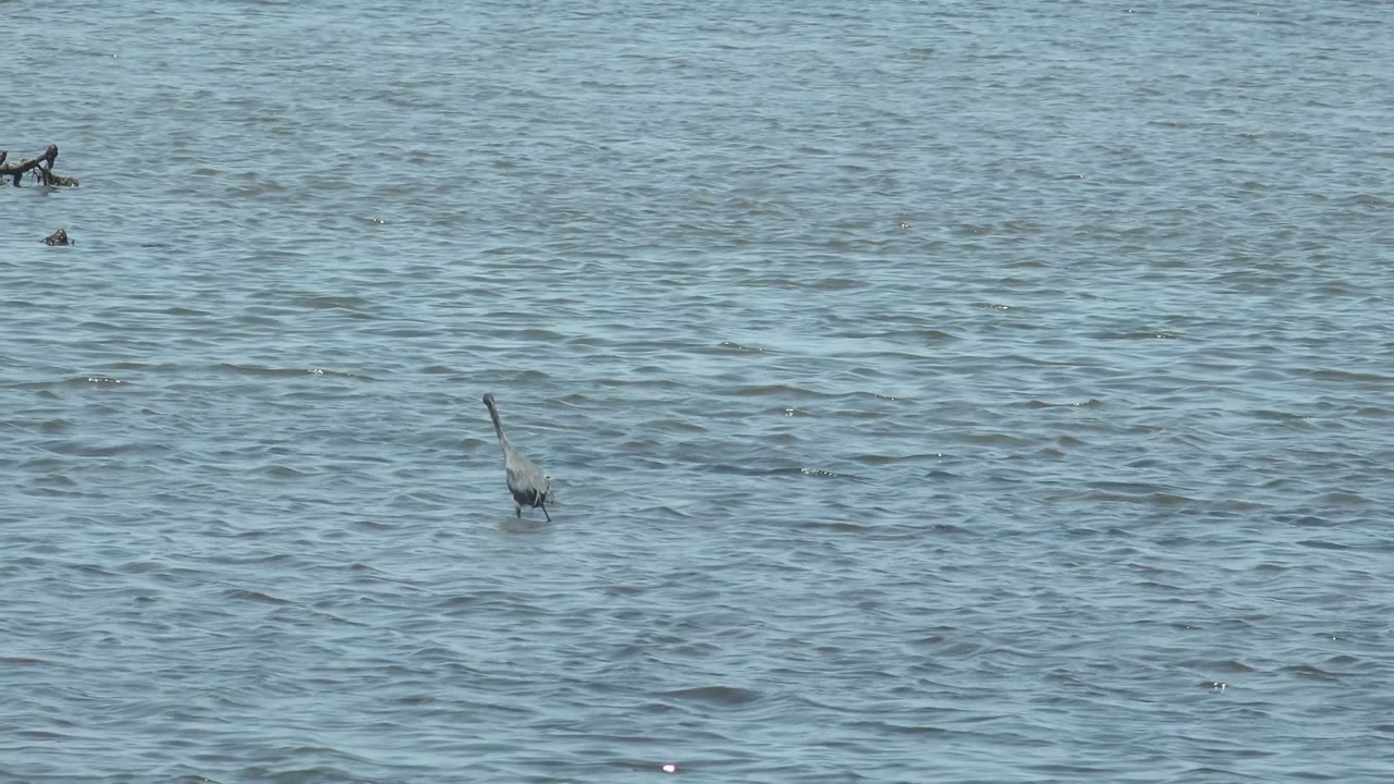 Wading bird upright in open rippling water.