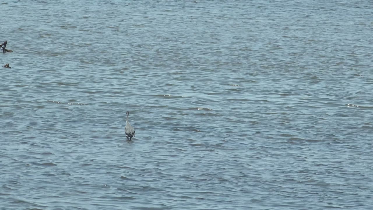 A wading bird leans forward over the blue rippled surface in Guerrero Negro, Baja California Sur, while open water fills the background and no people are visible.